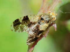 Tephritis formosa