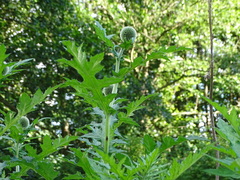 Echinops