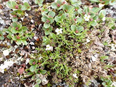 Cherleria biflora