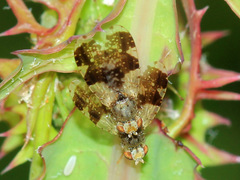 Tephritis formosa