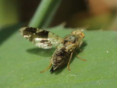 Tephritis formosa