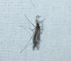 Culex quinquefasciatus