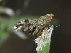 Tephritis formosa