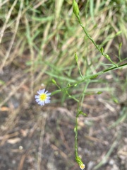Symphyotrichum subulatum