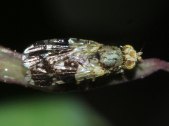 Tephritis formosa