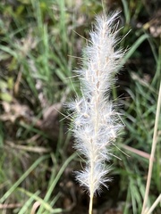 Bothriochloa laguroides