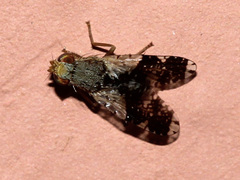 Tephritis formosa