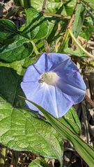 Ipomoea hederacea