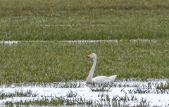 Cygnus cygnus
