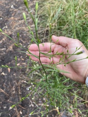 Symphyotrichum subulatum