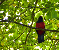Trogon massena