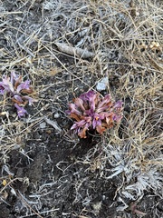 Aphyllon californicum