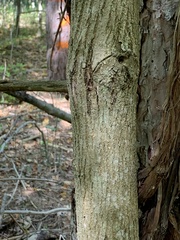 Carya cordiformis