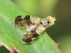 Tephritis formosa