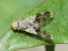 Tephritis formosa