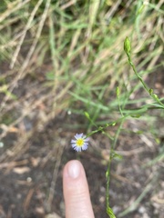 Symphyotrichum subulatum