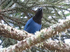 Cyanocorax caeruleus