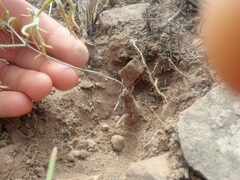 Pelargonium luteolum