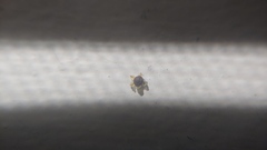 Chenopodium pratericola