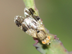 Tephritis formosa