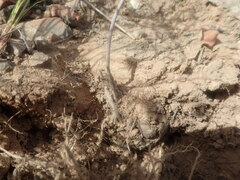 Pelargonium luteolum