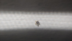 Chenopodium pratericola