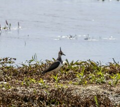 Vanellus vanellus