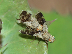Tephritis formosa