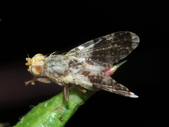 Tephritis formosa