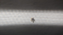 Chenopodium pratericola