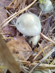 Stropharia aeruginosa
