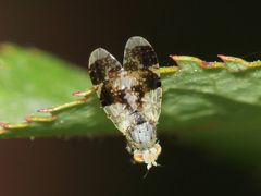 Tephritis formosa