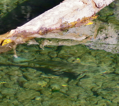 Oncorhynchus clarkii