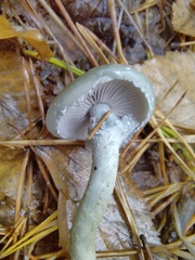Stropharia aeruginosa