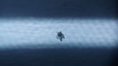 Chenopodium pratericola