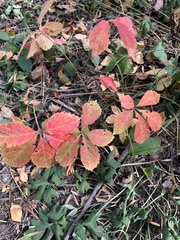 Parthenocissus