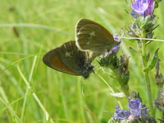 Coenonympha glycerion