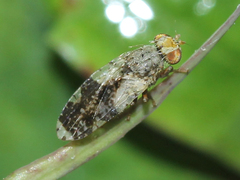 Tephritis formosa