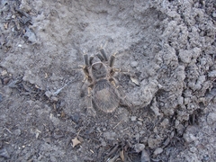 Grammostola pulchripes