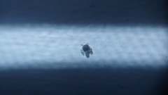 Chenopodium pratericola