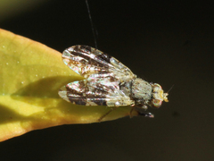 Tephritis formosa