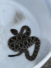 Crotalus adamanteus