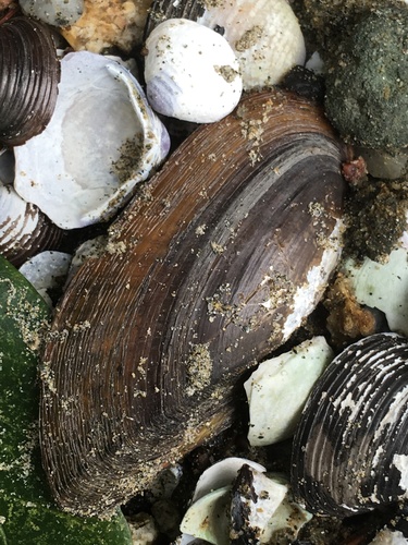 Santee pondmussel