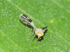 Tephritis formosa