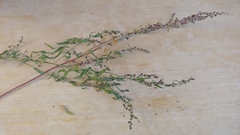 Chenopodium pratericola