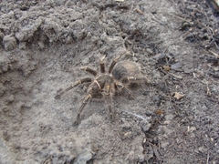 Grammostola pulchripes