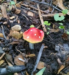 Amanita parcivolvata