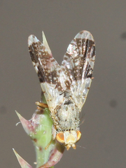 Tephritis formosa