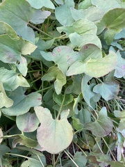 Rumex induratus