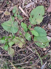 Plantago major